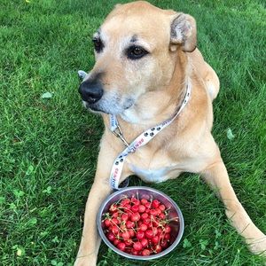 Meet your Posher, Corey